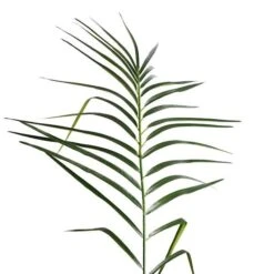 Vickerman Unlit Artificial Palm Tree (525647) -Vickerman 525647addmd